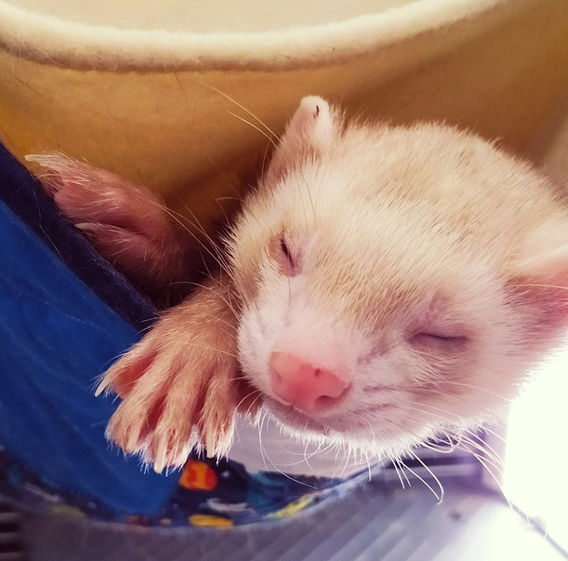 ferret-dormindo-gaiola