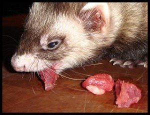 ferrets-alimento-natural