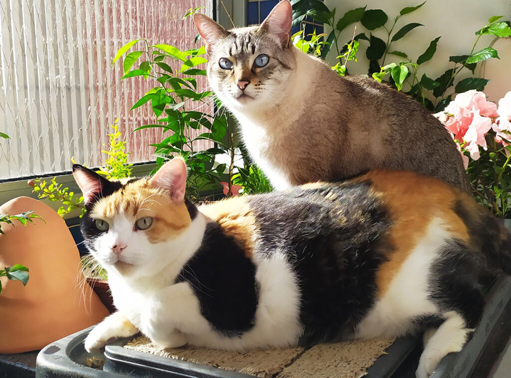 Dois gatos no jardim com catnip