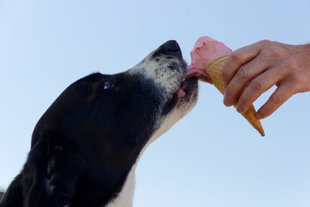 alimentação canina sorvete